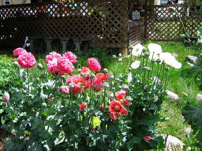 Breadseed Poppies