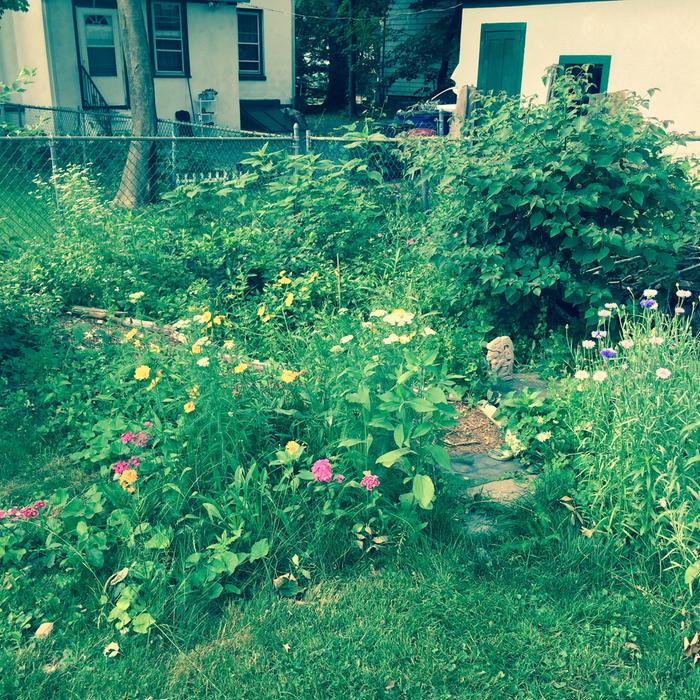 The others with flowers show the corner I cleared out for insectary plants, sunchokes, and baby paw paws.