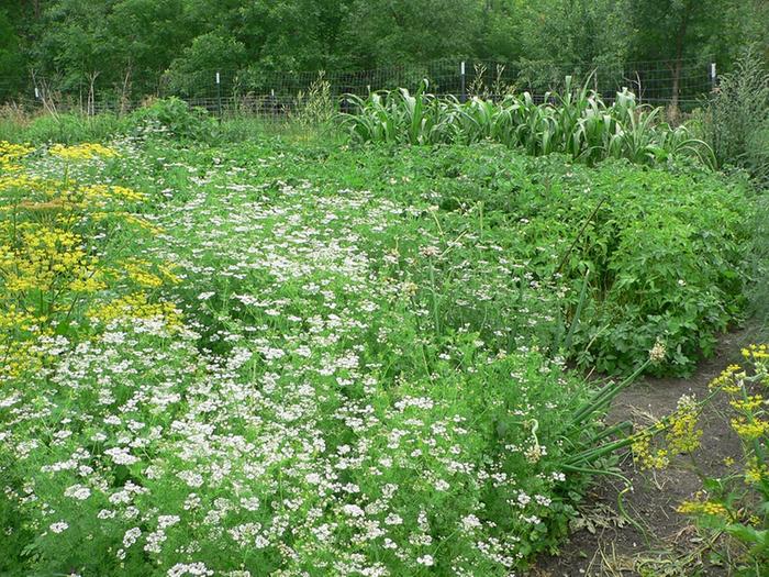 ..flowering cilantro and parsnips in foreground, corn and sunchokes in background.