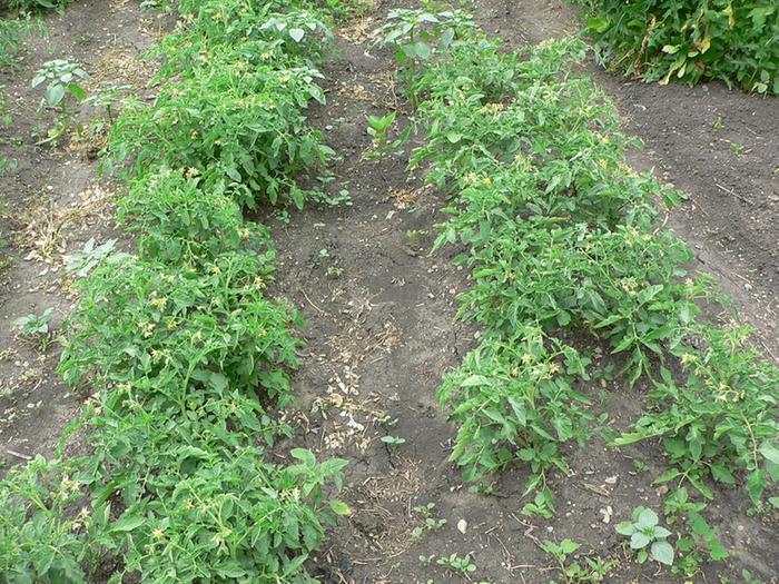 ...and volunteer tomatoes (left row) not much different than same variety transplanted (right row)