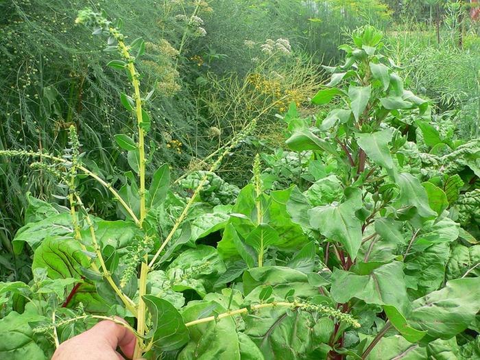 bolting chard with flowers