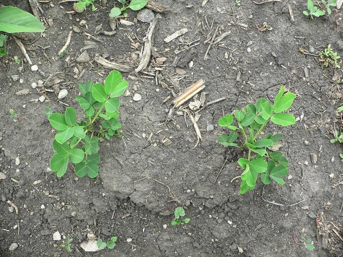 Proof of peanuts in this year's garden.....long ways from having peanuts