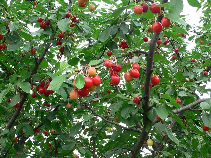 Pie cherries ripening