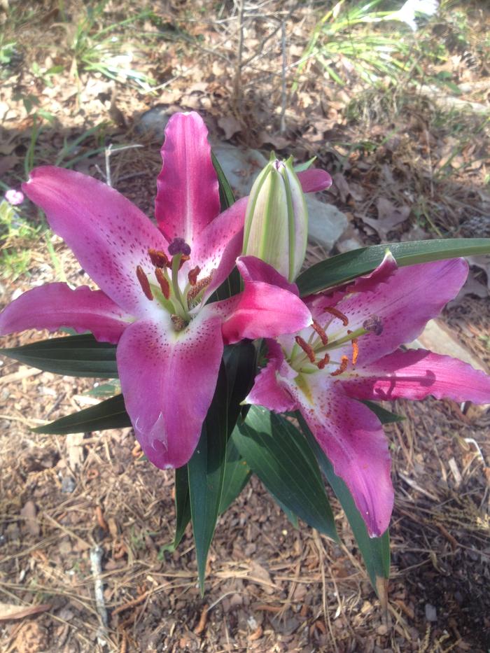 day lilies