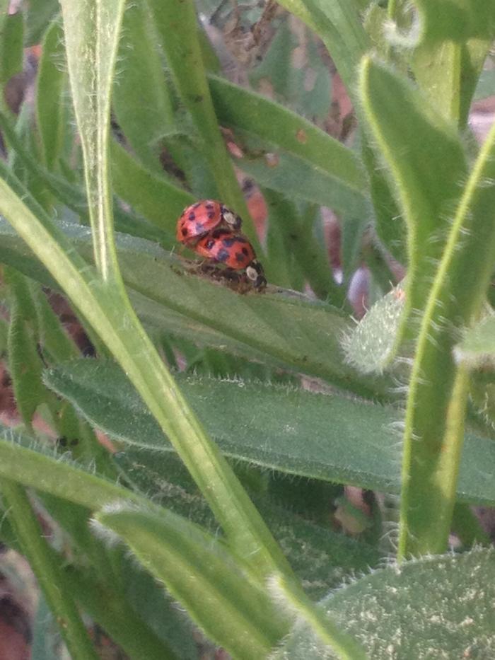 lady bugs