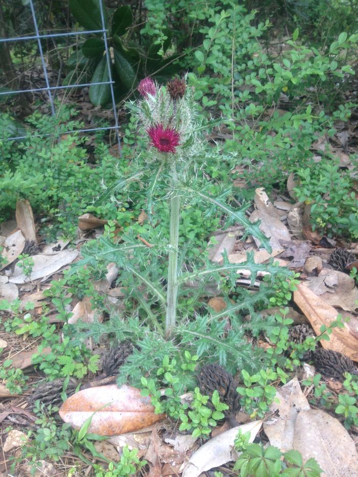 thistle