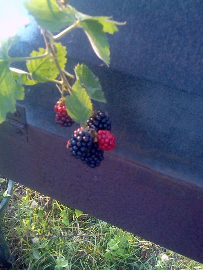 blackberries