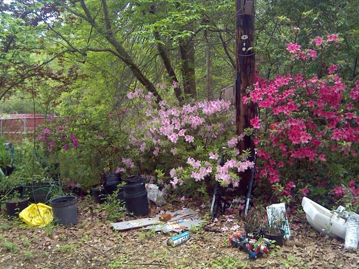 flowering trees