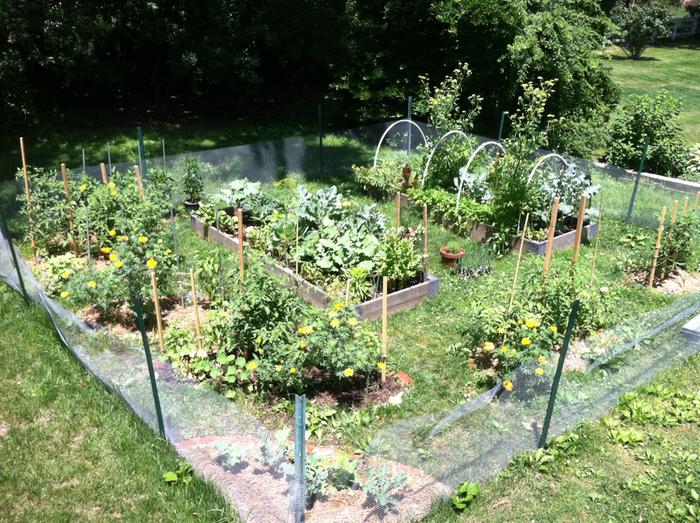 it's producing lots of Calendula for us , a bit of Chamomile and the insects are loving the Borage