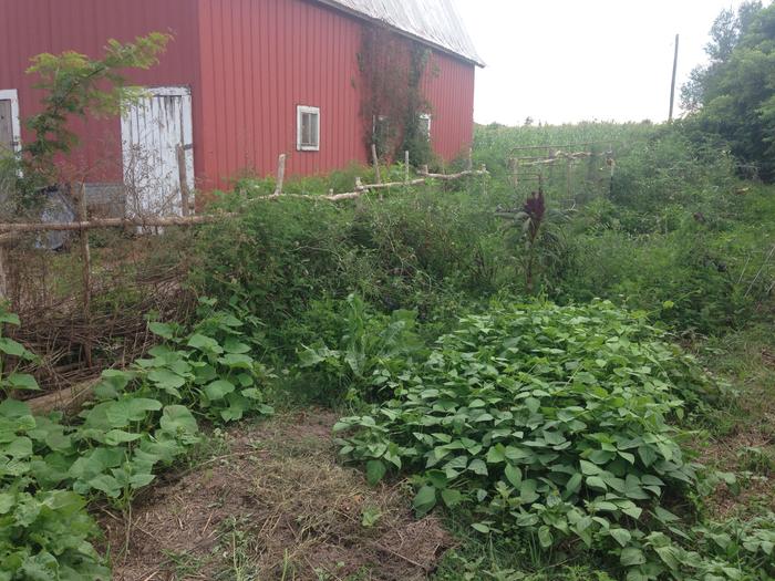 the barn garden.