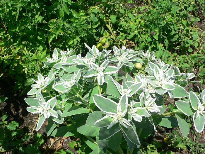 Euphorbia marginata (Snow-On-the-Mountain) volunteer