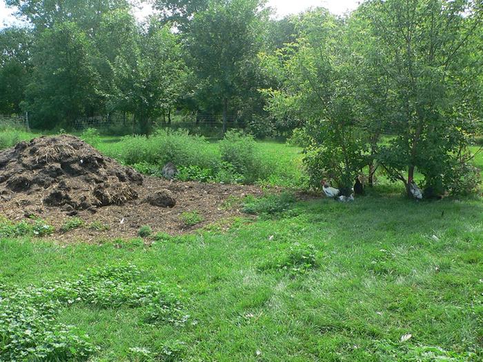 Chickens cooling in shade....spotted pig snoozing by manure pile