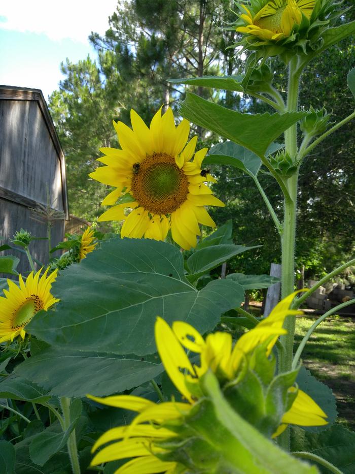 upshoots from chicken feed left over.