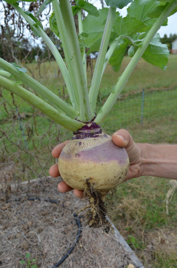 First time growing rutabaga