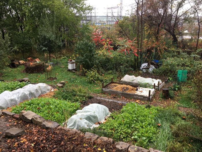 cover-crop-with-floating-row-cover-carrots-brassicas