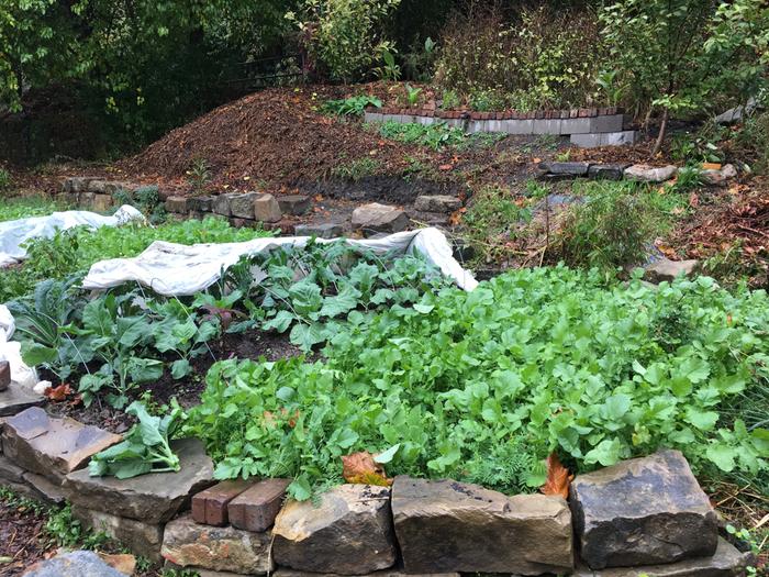 cover-crop-with-floating-row-cover-off-brassicas