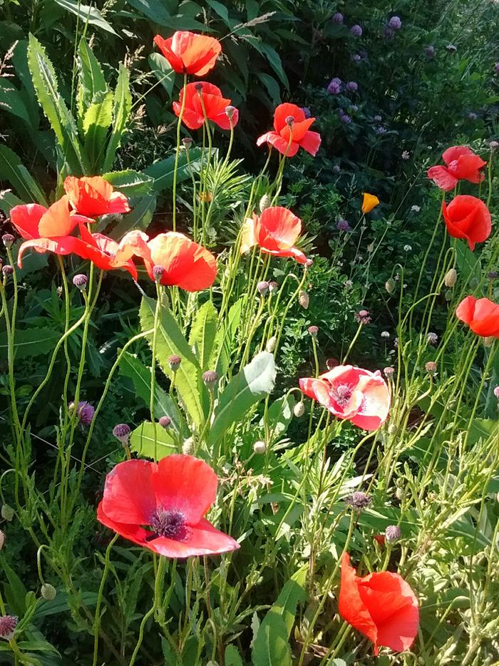 poppies