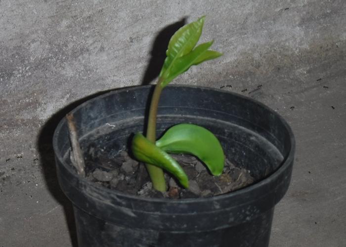 Cashew seedling