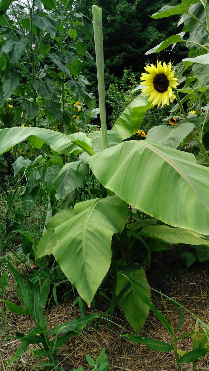 banana-sunflowers