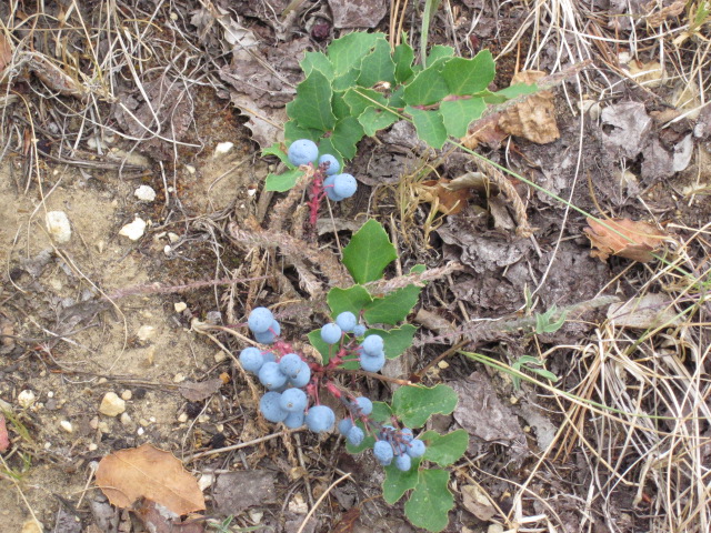 [Thumbnail for oregongrape1.JPG]