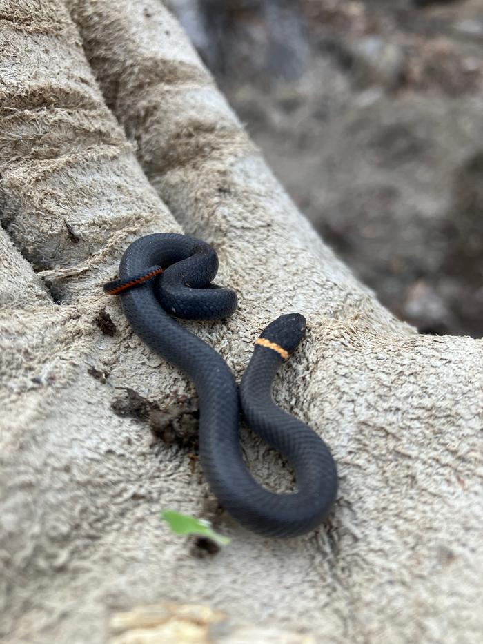 Little snake found while offloading soil