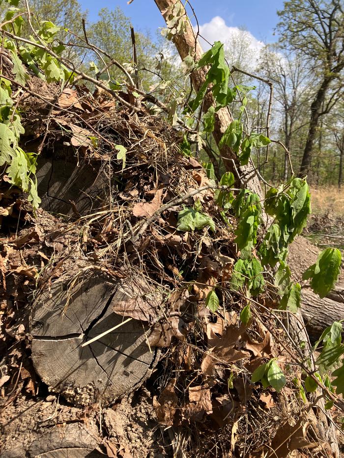 Will this be enough organic material over logs, once soil is added?