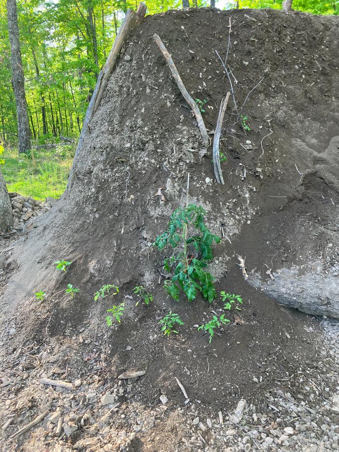 vegetable plants put in at convenient spot