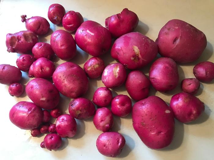 red skinned potatoe tubers