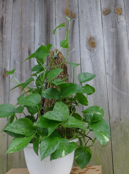 Diy soda bottle and bark support 