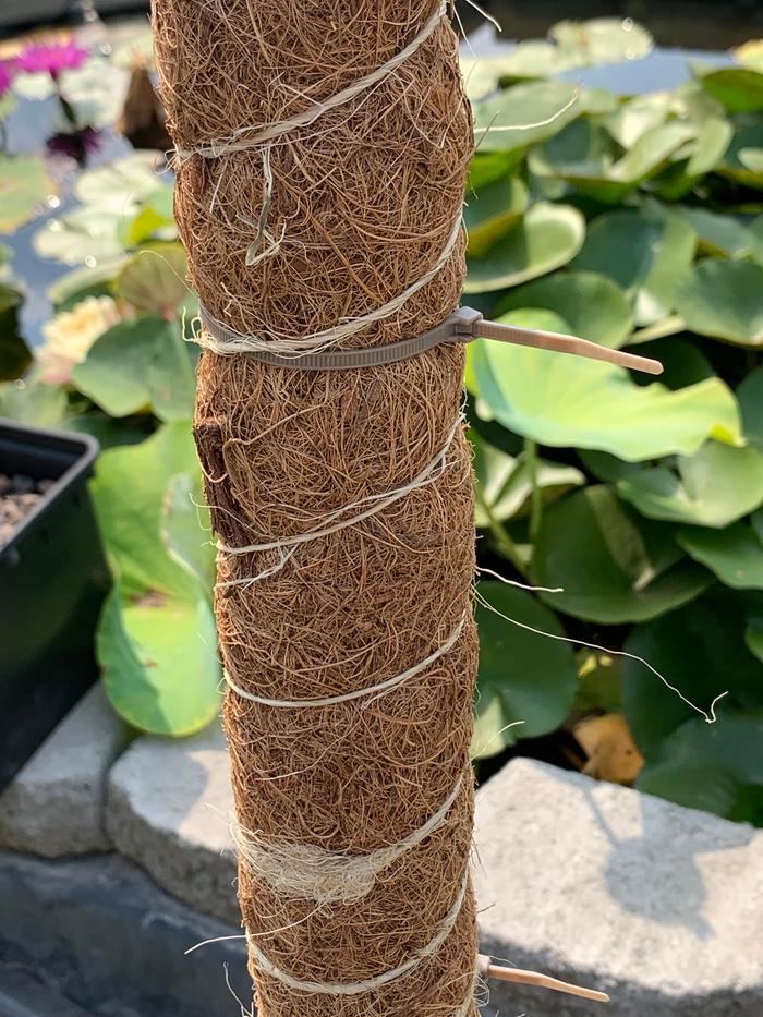 Coir doesn't want to curl tightly at first, so the degradable twine wrap helps train it. By the time it loosens in a year or so, the zip ties are enough, I find. Sphagnum is less stiff, but also sags more if not pulled tight at intervals.