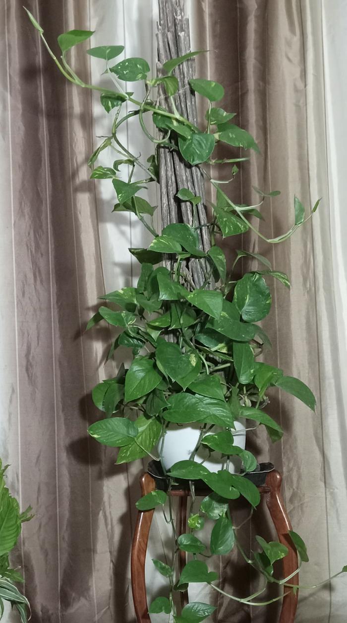 Pothos with support 