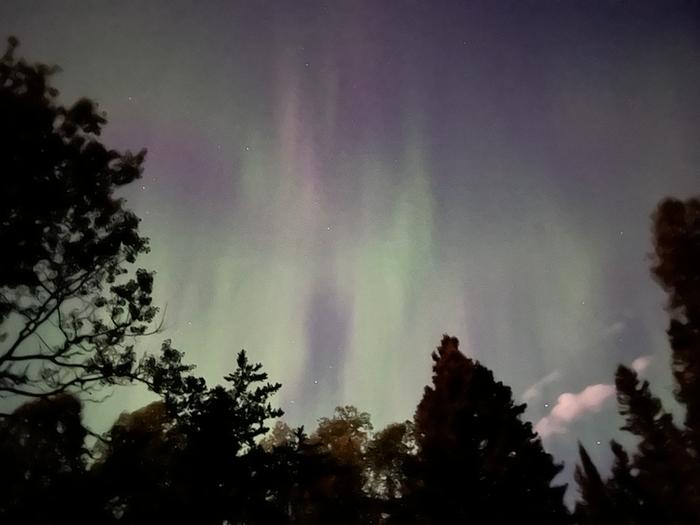 green and purple aurora over trees