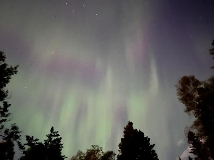 Green and purple aurora over trees