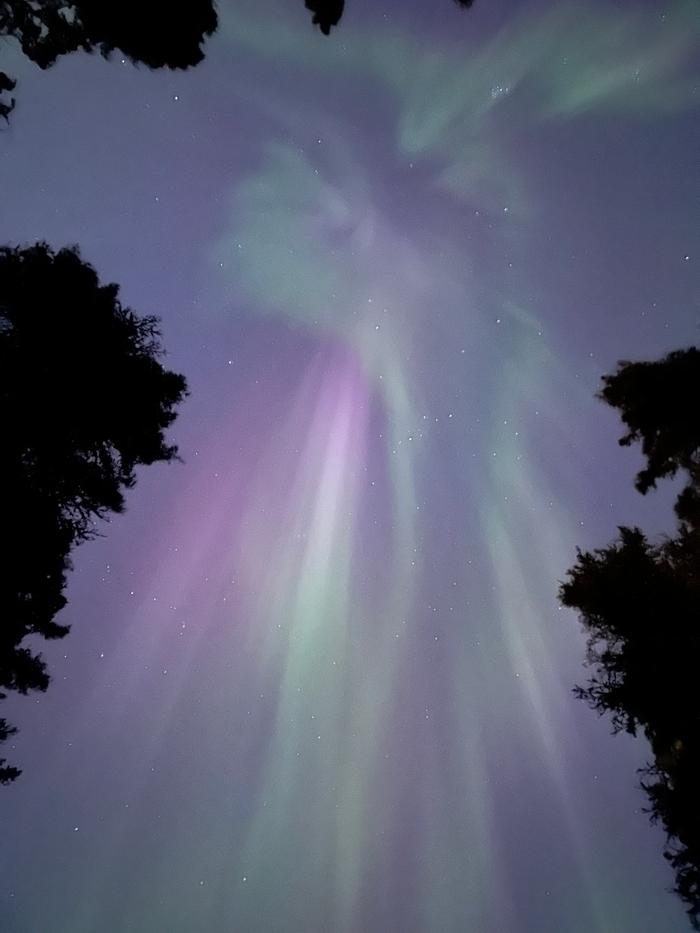 Angel wings aurora through trees