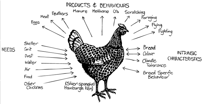 [Thumbnail for The-viewpoint-of-a-chicken-through-the-eyes-of-permaculture-design.png]