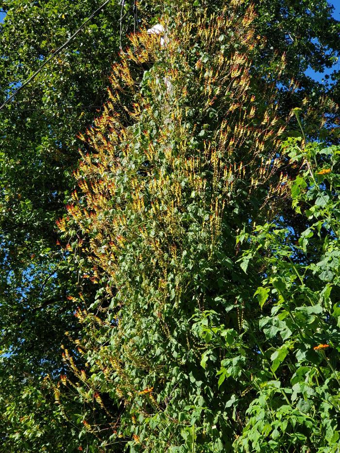Firecracker Vine