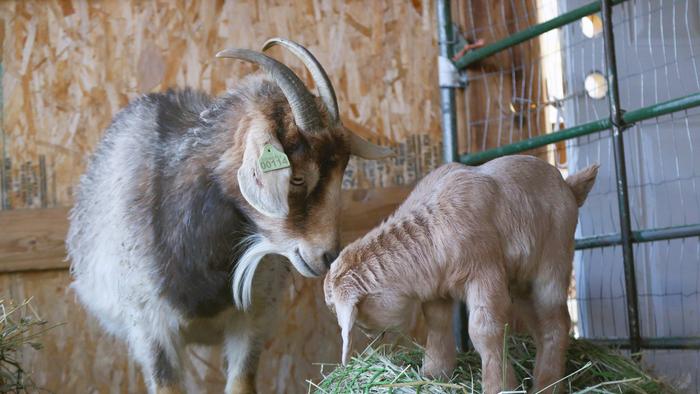 Doe and kid goat