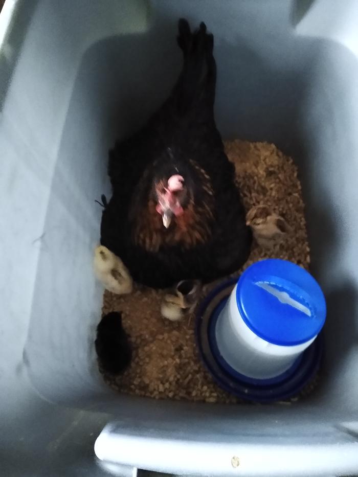 Angry Broody with her 4 mixed Dorking chicks