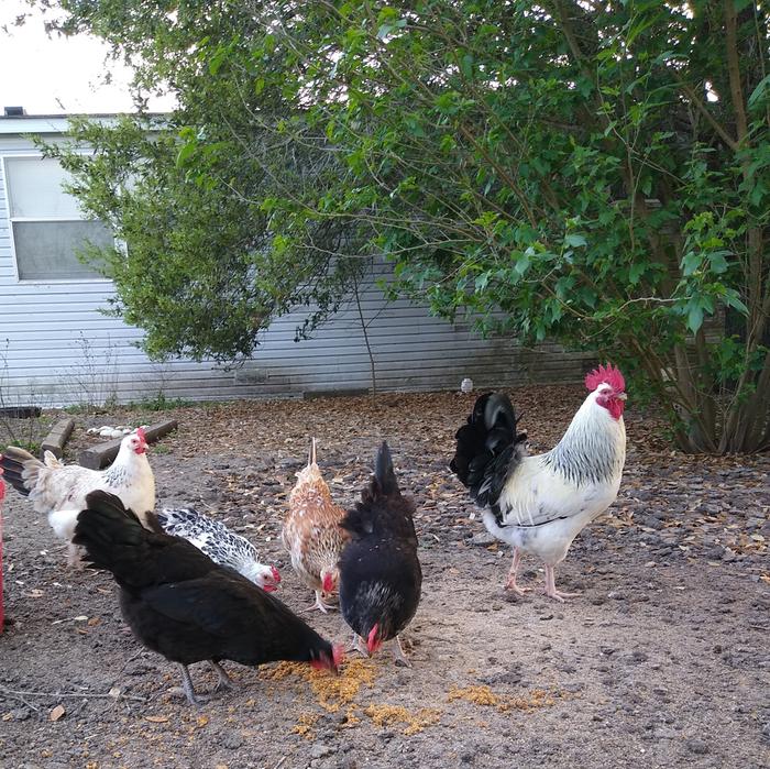 Light Grey Dorking roo with some assorted Dorking hens