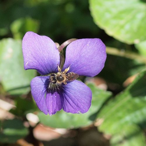 Much smaller than the honey bee