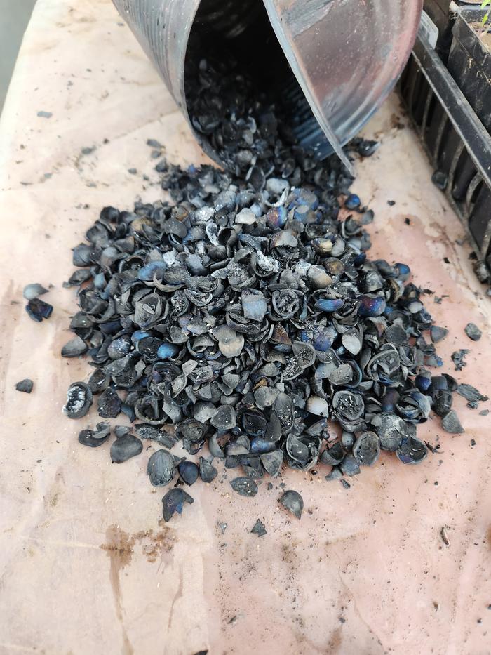 Filbert Shells