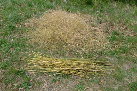 4ft pile after harvesting bamboo sticks