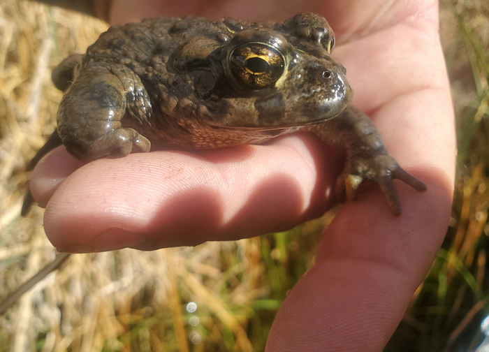 frog sitting on a hand