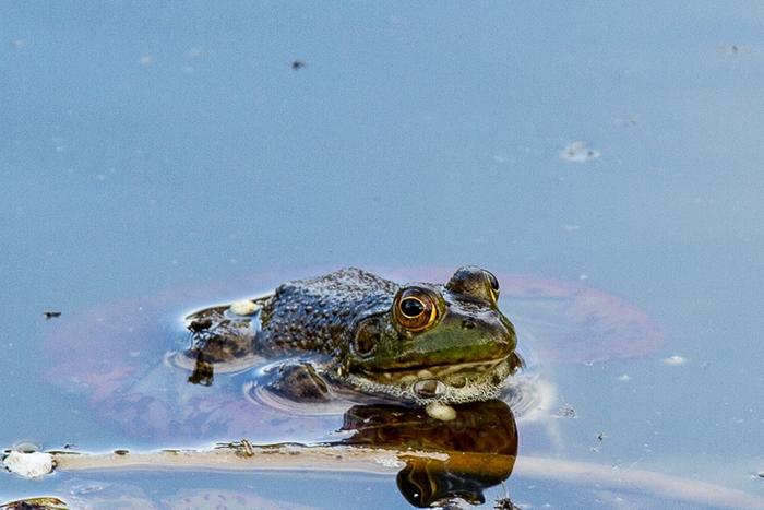 North American bullfrog (a bit overreaching on the name there, since they're only native in the East)