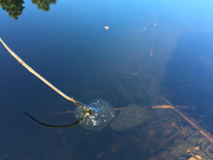 frogs eggs in a podn