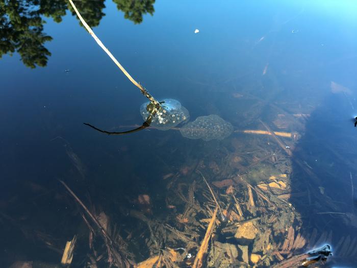 frogs eggs on the end of a stick in pond
