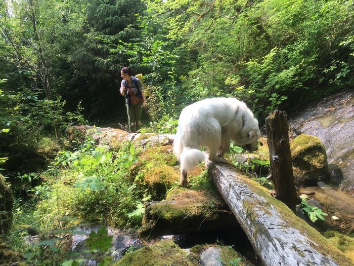 white dog chewing on something in a forest