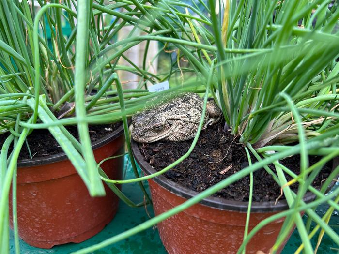 frog sleeping in a potted plant