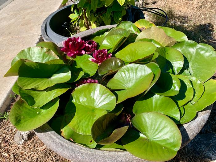 Dwarfed by the small pot, this full-sized water lily lives in this pot year-round (zone 7).