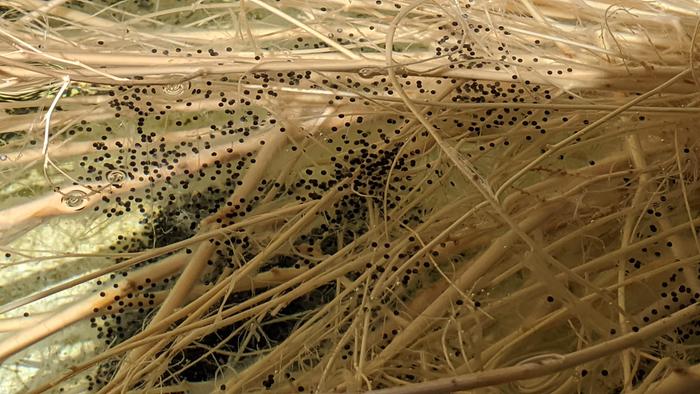 Bullfrog Eggs Day One